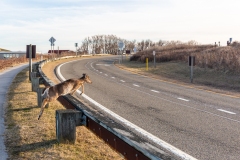 Montauk Deer 